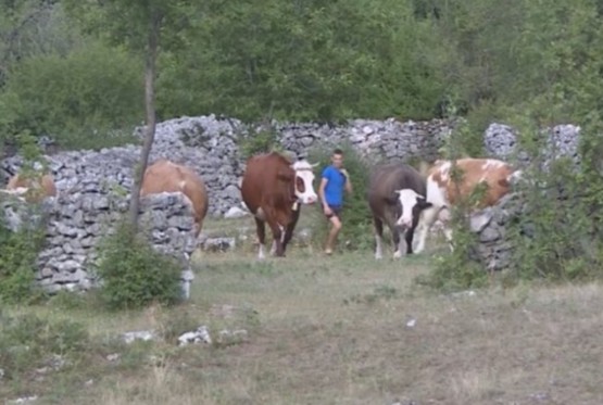 Porodica Brčić uz pomoć humanih ljudi i institucija obnovila stočni fond